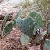 Arizonan Valentine